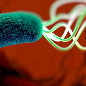 H. Pylori Stool Test